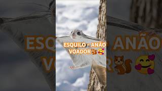 ESQUILOANÃOVOADOR 🥰🐿️ [upl. by Eon]