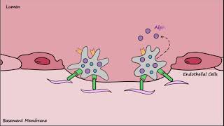 Platelet Plug Formation  Mechanisms [upl. by Sikko555]