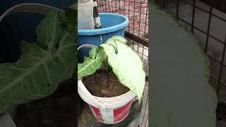 Mera beautiful synonym ka plantvideo nature gardening [upl. by Kellsie]