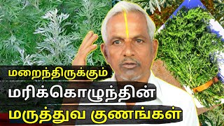 மரிக்கொழுந்து மருத்துவ குணங்கள்  Marikolunthu benefits in tamil Maruvam  Davanam  Thanithuvamm [upl. by Nageek]