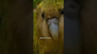 Kakapo Partot kakapo nature wild [upl. by Aydidey322]