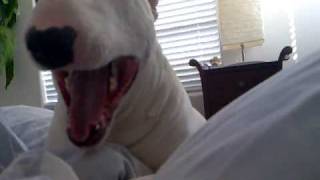 Bentley  Funny Bull Terrier Waking Up [upl. by Kunz]