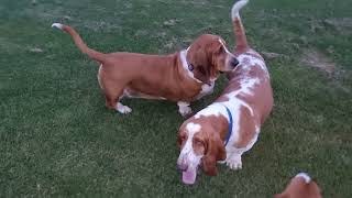 Basset Hounds Howling and Baying [upl. by Nicodemus]