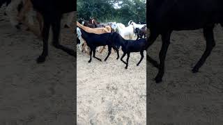 🐐Khubsurat bakriyan23 2024 ja Rahe Hain Ghar per video 🐐 [upl. by Grodin]