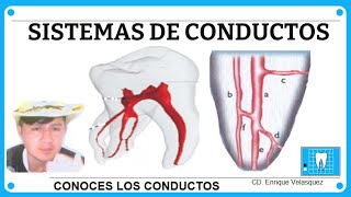 SISTEMA DE CONDUCTOS RADICULARES Endodoncia [upl. by Cristiano243]