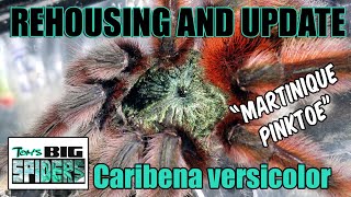 Caribena versicolor quotMartinique Pinktoequot Rehouse and Update [upl. by Boot]