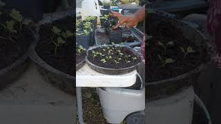 Yeah Lets Grow homegardening garden [upl. by Diver]