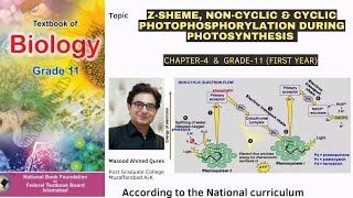 Light Independent Reaction  ZSheme  Noncyclic amp Cyclic Photophosphorylation  Biology 2024 [upl. by Chesna]