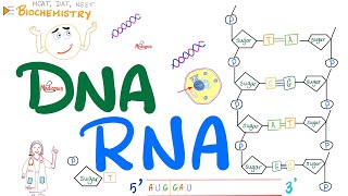 DNA amp RNA  Molecular Biology 🧬 [upl. by Bobinette]