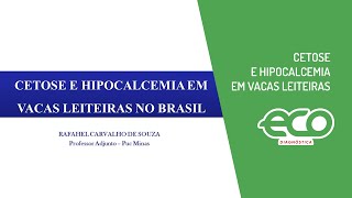 Cetose e Hipocalcemia em vacas leiteiras [upl. by Ahsilaf330]