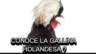 Gallina Holandesa Características pureza  Emplumadas de medellín para el mundo 🌎 [upl. by Anairuy755]