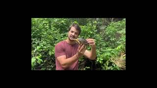 Lets Talk Turtles Episode 1 Furrowed Wood Turtle [upl. by Etneciv2]