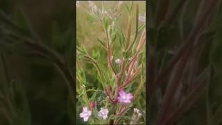 Epilobium ciliatum [upl. by Nauwaj]