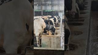 Massive Holstein Friesian Cow Farm cowvideos biganimal cowlover bigcow animals cow bull fb [upl. by Paule]