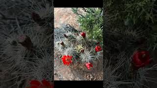 🏜️Cactus🏜️ Echinocereus Triglochidiatus Colorado Mexico [upl. by Ellekram]