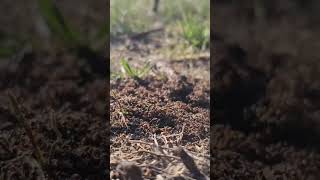 Spring Sugar Ants ants [upl. by Ahsimet35]