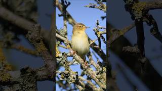 Willow Warbler Song amp Call  Beautiful Bird Sounds birds [upl. by Aniratac]