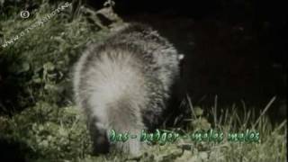 badger  das  meles meles [upl. by Dallas]