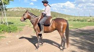 CABALLO ZAINO MESTIZO USD1500 LOSEQUINOSCOM [upl. by Vanzant481]