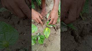 পানের গোড়া পচন রোগ Betel Stem rot [upl. by Otreblanauj]