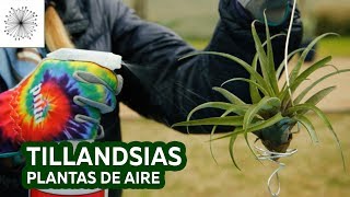 Todo sobre las Tillandsias o Plantas de Aire [upl. by Hnao]