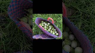 Clearing Grass to Plant Chili Grow Eggplant and Harvest Eggplant  p13 [upl. by Aitnas84]