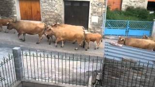 transhumance des vaches en ariège 09 [upl. by Mordecai]