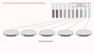 Isolation of amylase producing microbes [upl. by Domingo]