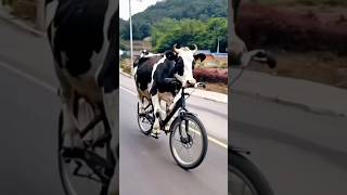 Cow funny video🤣 tomamp Jerry 🤣 shorts funny trending [upl. by Lyn]