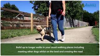 Non Pull Training Your Dog With The Company of Animals Non Pull Harness [upl. by Nwahsid185]