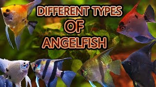 The different types of angelfish [upl. by Irisa218]