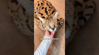 From Shy Kitten to Astonishing Wildcat！shorts shortvideo animal foryou cat [upl. by Esaele]