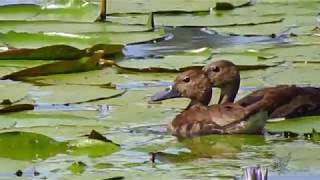 Aves Aquáticas [upl. by Arrat]