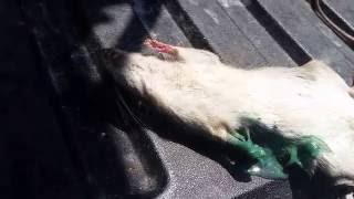 What Contrac rat poison does to rats [upl. by Nerrol]