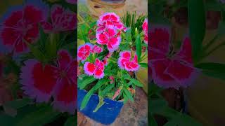 Dianthus flower careflowerworld beautifulflowersintheworld [upl. by Puff24]