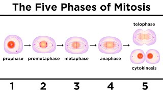 Mitosis How One Cell Becomes Two [upl. by Dreyer]