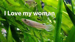 Blue panchax Killifish Basic InfoAffectionate Fish [upl. by Sprague]