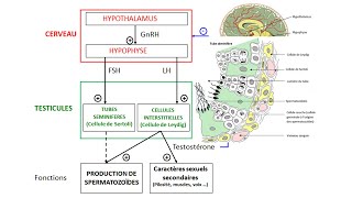 eSVT Schéma fonctionnel de la production de testostérone chez lhomme [upl. by Adirahs881]