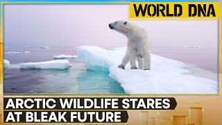 Arctic Warms Wildlife Struggles For Survival  World News  World DNA  WION [upl. by Ymmat401]