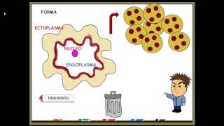 Entamoeba histolytica [upl. by Carrnan769]