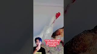 Lihat saja warna ayam nya sangat cantik sekali faktaunik infounik [upl. by Atsylak]