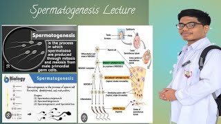 Spermatogenesis Concepts [upl. by Spain]