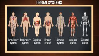 Overview of the 7 Human Organ Systems  organ system  organ systems of the human body [upl. by Lefkowitz]