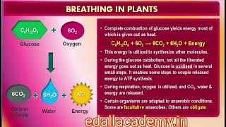 Glycolysis amp Fermentation  CBSE Class 11th Biology  Respiration in Plants  NEET 2025 Revision [upl. by Becca622]