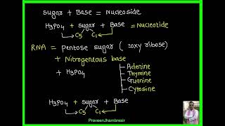 7 Nucleic acidDNARNANucleosideNucleotideVitamins [upl. by Conant]