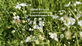 안개꽃 Gypsophila elegans 안개초 야생화를 찾아서254 in search of wildflowers 유등천둔치 Yu deungcheon Dunchi [upl. by Victor]