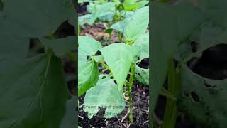 Try Growing Your Own Fordhook Lima Beans  Heirloom Seeds [upl. by Annaid]