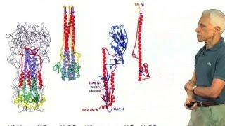 Hemagglutinin conformational changes  Stephen Harrison HarvardHHMI [upl. by Aldric247]