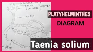 Taenia soliumPork TapewormPhylum PlatyhelminthesDiagramvaigamtb4bs [upl. by Mehelhteb]