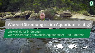 JBL TV 14 Strömung im Aquarium Wie viel ist richtig Wie wichtig ist Strömung [upl. by Pascoe841]